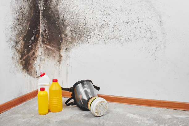 Best Affordable Mold Removal  in Concord, MO
