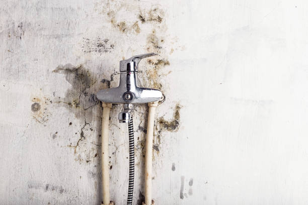 Best Mold Remediation  in Concord, MO
