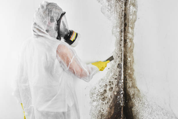 Best Residential Mold Removal  in Concord, MO