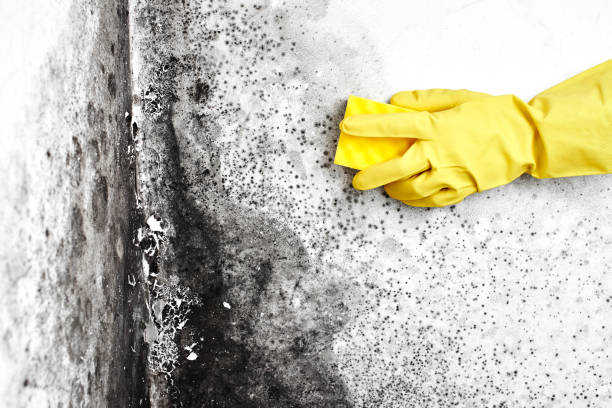 Home Mold Removal in Concord, MO