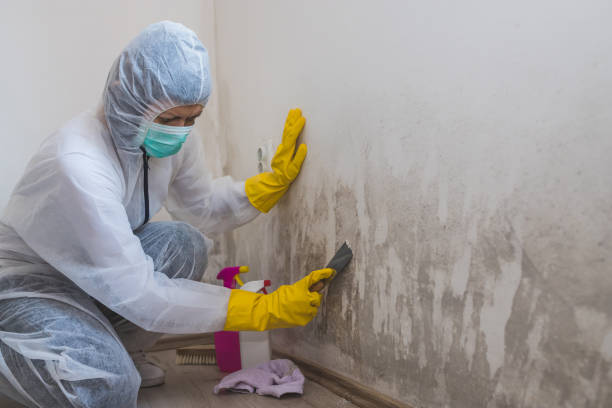 Best Toxic Mold Removal  in Concord, MO