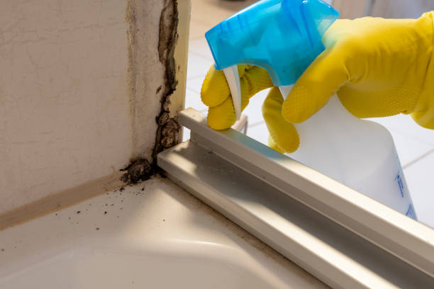 Best Emergency Mold Removal  in Concord, MO