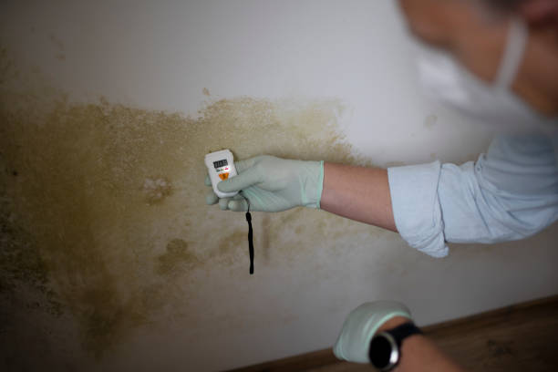 Mold Testing and Removal in Concord, MO