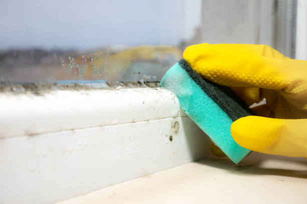 Best Mold Cleaning Services  in Concord, MO