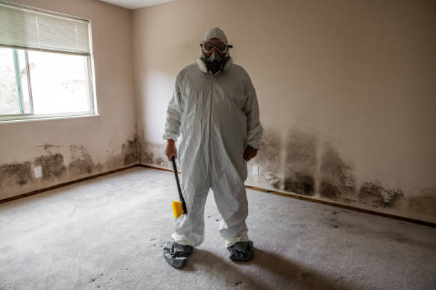 Best Mold Testing and Removal  in Concord, MO
